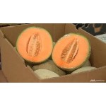 HARD ROCK MELON-AUS/6-8PC/11KG